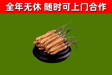 会昌县烟酒回收冬虫夏草.jpg